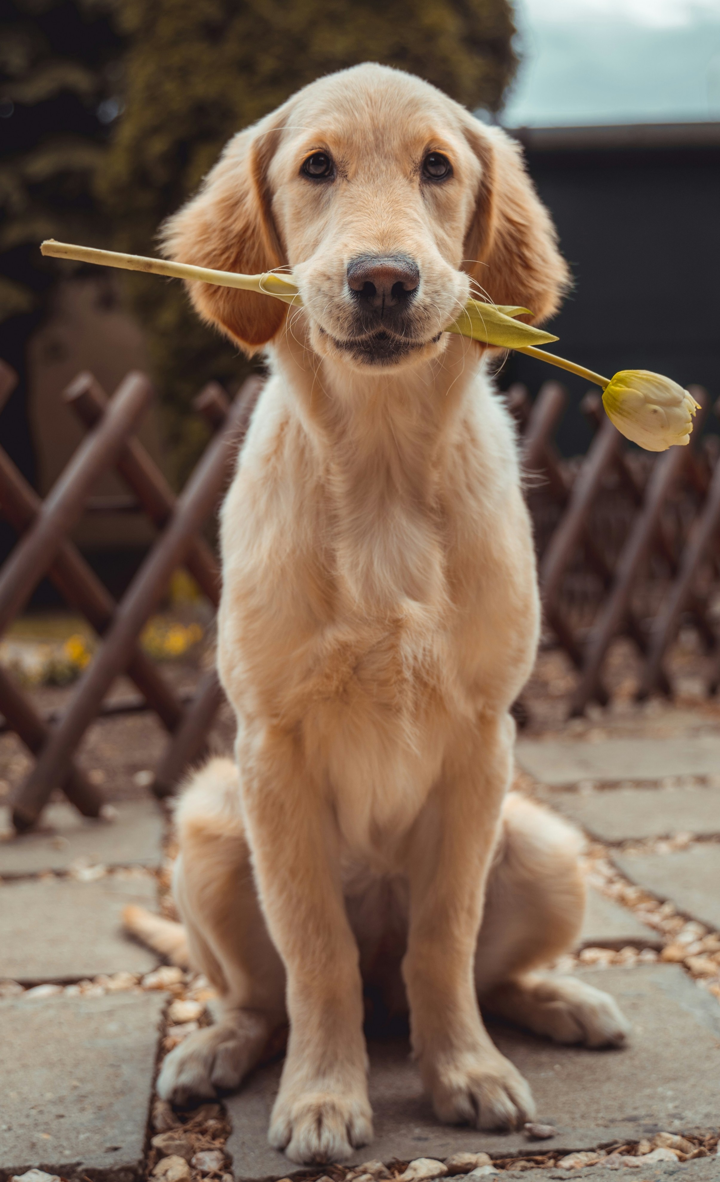 Happy dog looking for a home